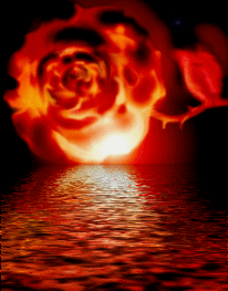 rose vivante